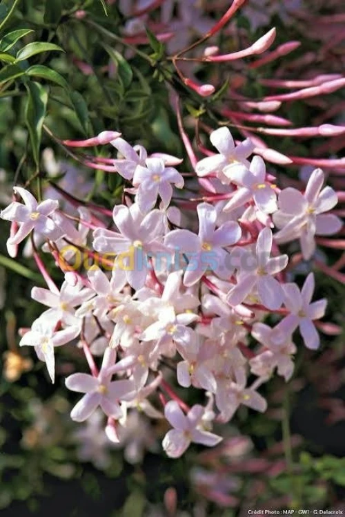 Jasmin جميع انواع الياسمين وسلطان الغا