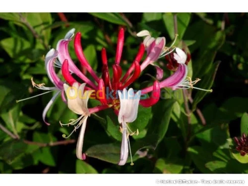 Jasmin جميع انواع الياسمين وسلطان الغا