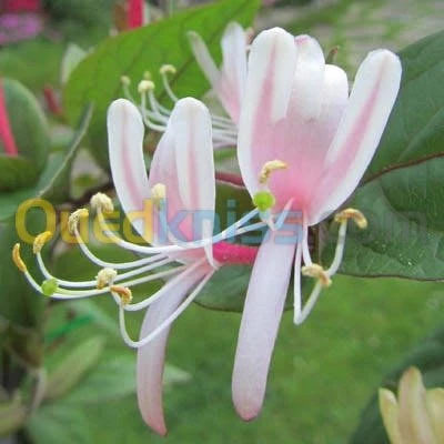 Jasmin جميع انواع الياسمين وسلطان الغا