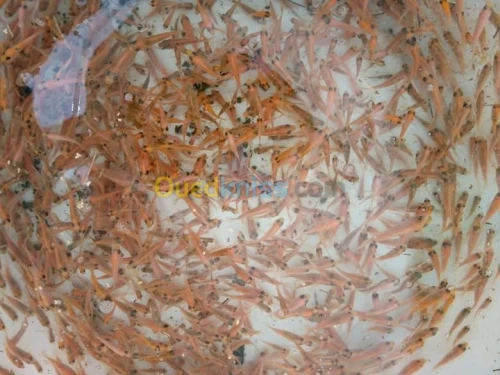 Tilapia carpe koï carpe commune gambus