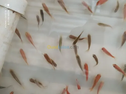 Tilapia carpe koï carpe commune gambus
