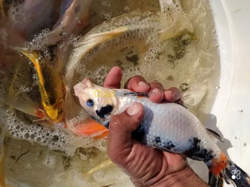 Tilapia carpe koï carpe commune gambus