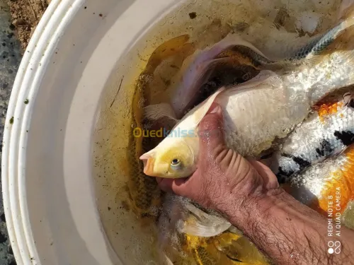 Tilapia carpe koï carpe commune gambus