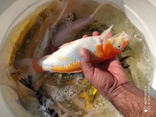 Tilapia carpe koï carpe commune gambus