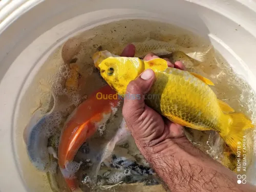 Tilapia carpe koï carpe commune gambus