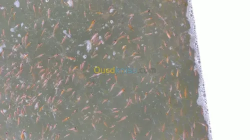Tilapia carpe koï carpe commune gambus
