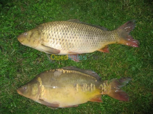 Tilapia carpe koï carpe commune gambus