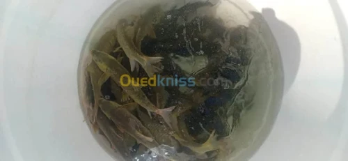 Tilapia carpe koï carpe commune gambus