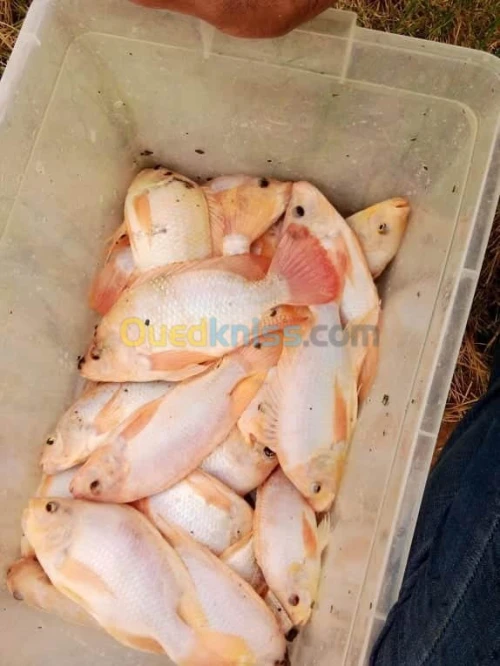 Tilapia carpe koï carpe commune gambus