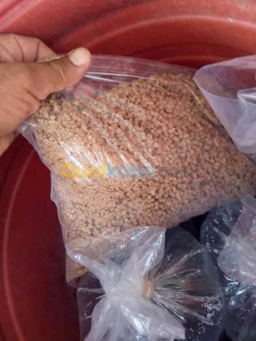 Tilapia carpe koï carpe commune gambus
