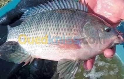Tilapia carpe koï carpe commune gambus