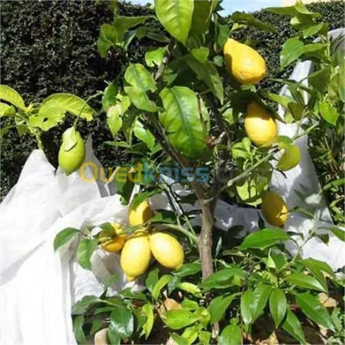  arbre Citron panaché .jaune .vert