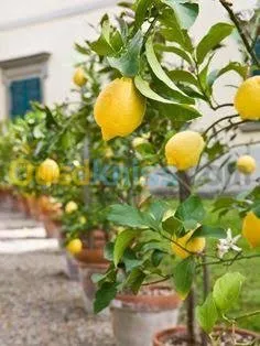  arbre Citron panaché .jaune .vert