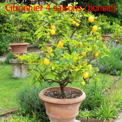  arbre Citron panaché .jaune .vert