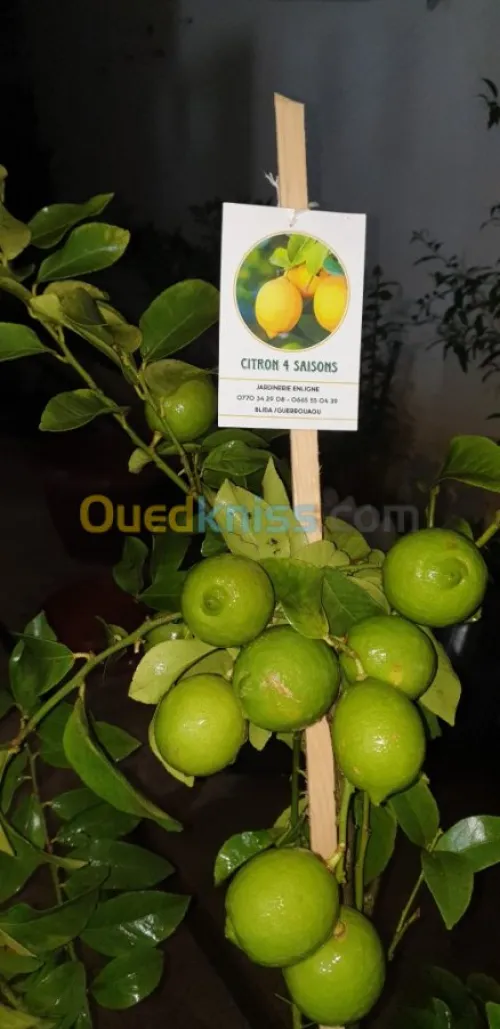  arbre Citron panaché .jaune .vert