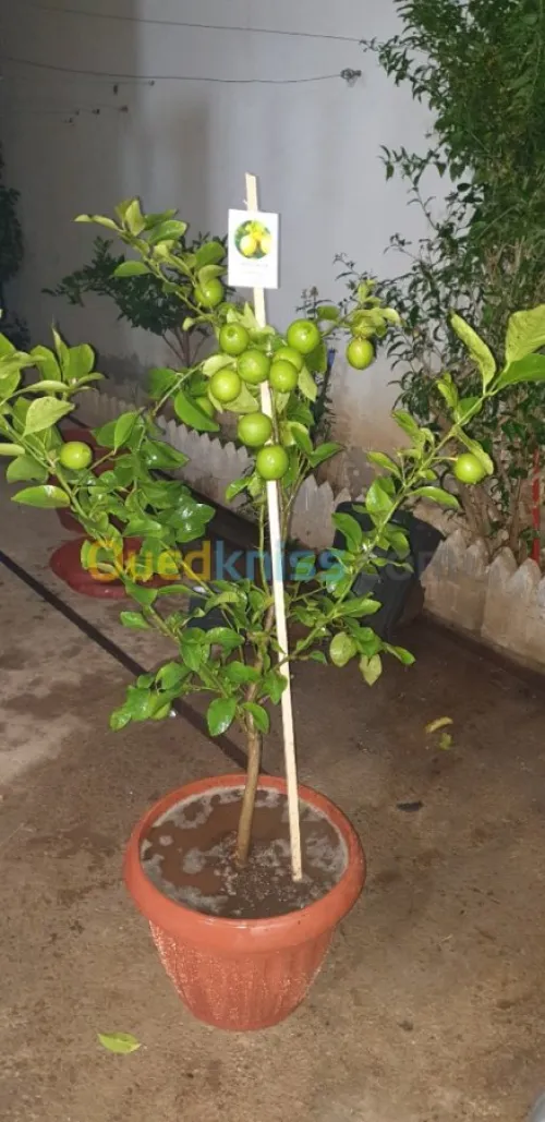  arbre Citron panaché .jaune .vert