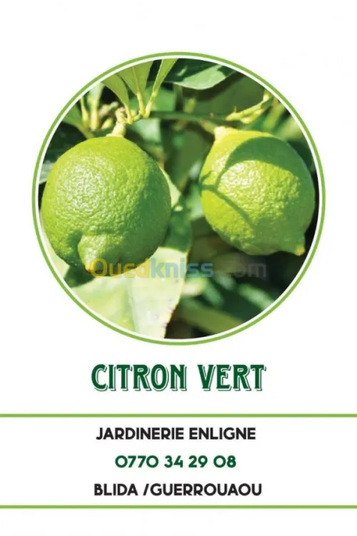  arbre Citron panaché .jaune .vert