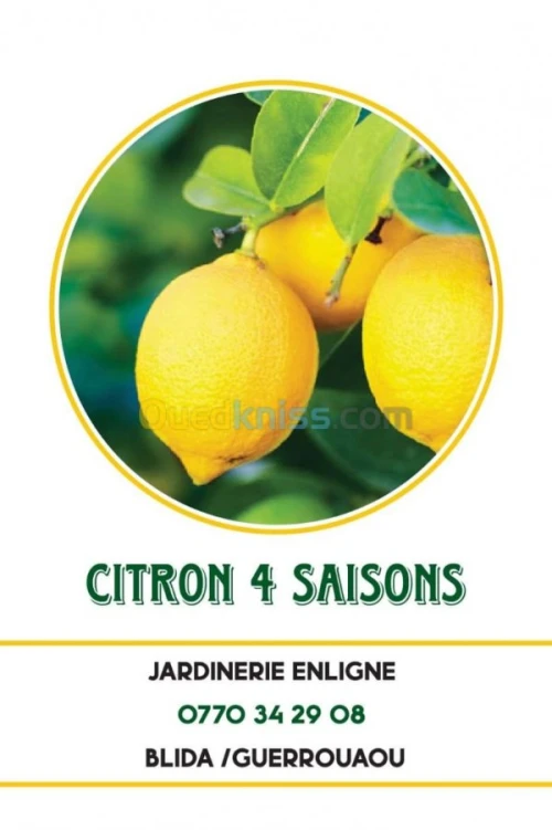  arbre Citron panaché .jaune .vert