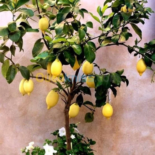 arbre Citron panaché .jaune .vert