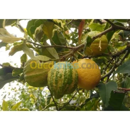  arbre Citron panaché .jaune .vert
