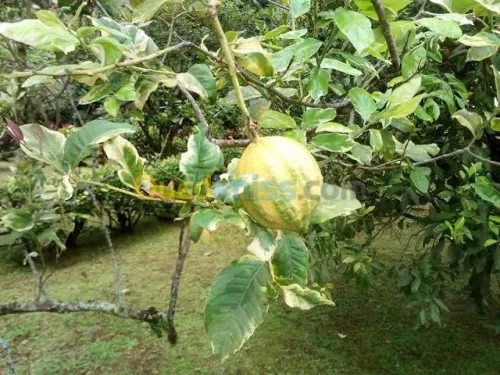  arbre Citron panaché .jaune .vert