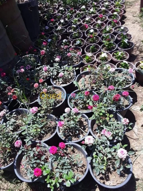 تهيئة الحدائق و كل المساحات الخضراء