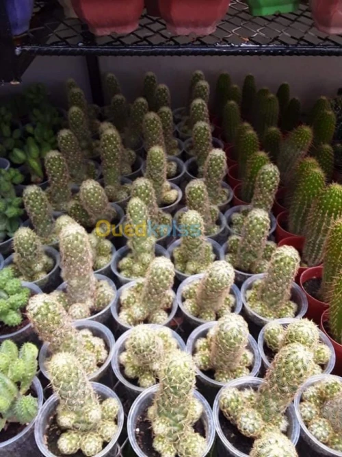 تهيئة الحدائق و كل المساحات الخضراء