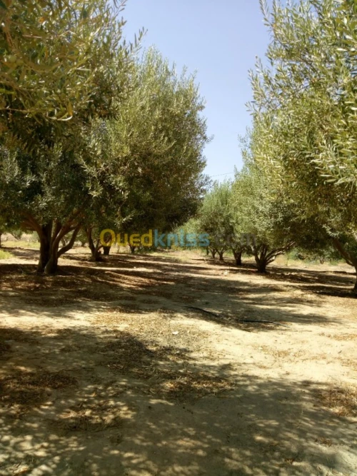 Vente Terrain Agricole Biskra Biskra