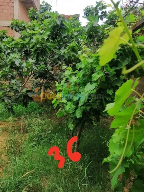 Vente Villa Boumerdes Khemis el khechna