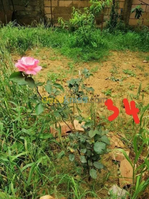 Vente Villa Boumerdes Khemis el khechna