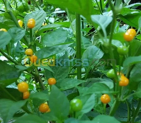 Aji charapita 
