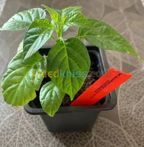 Aji charapita 