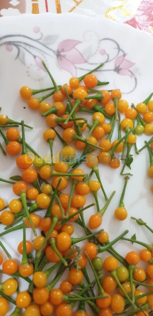 Aji charapita 