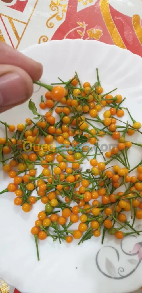 Aji charapita 
