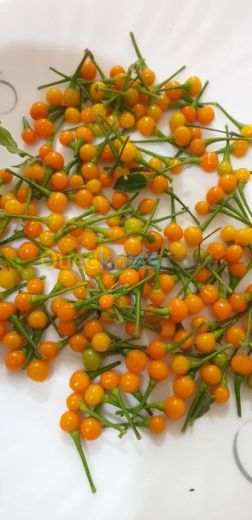 Aji charapita 