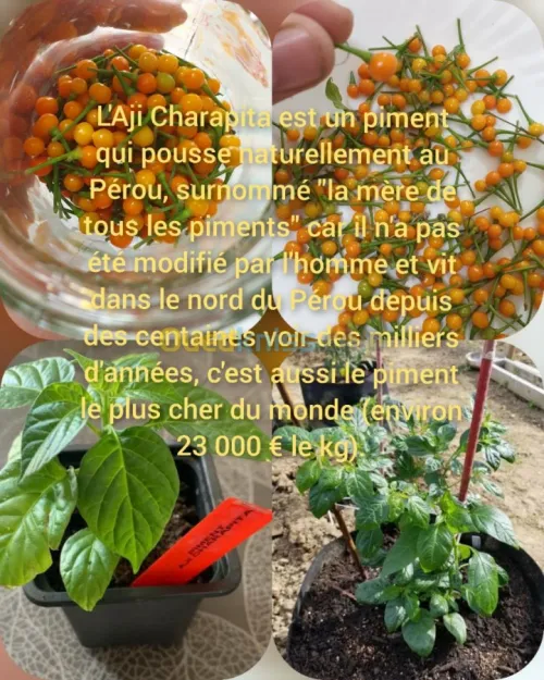 Aji charapita 