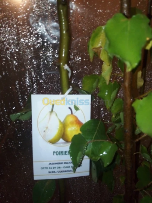 Arbres fruitiers metidja 