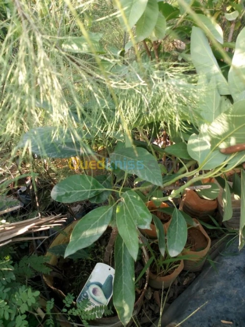 Arbres fruitiers metidja 