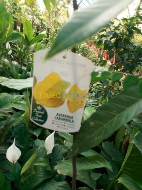 Arbres fruitiers metidja 