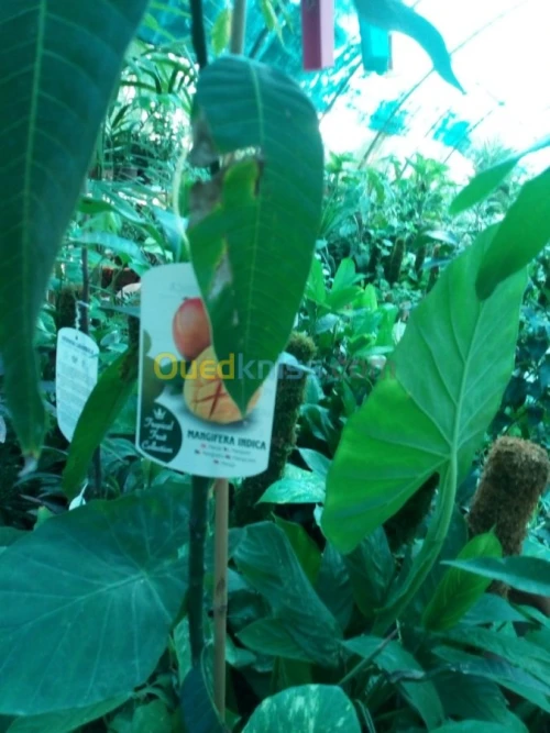 Arbres fruitiers metidja 