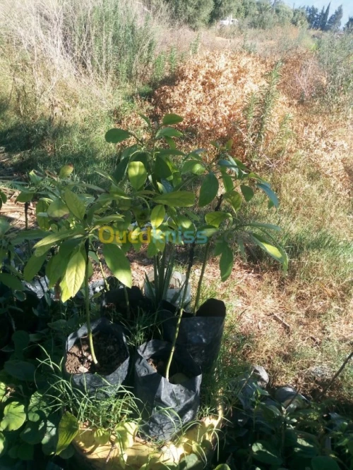 Arbres fruitiers metidja 