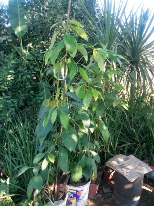 Arbres fruitiers metidja 