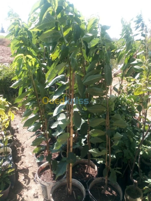Arbres fruitiers metidja 