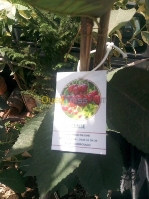 Arbres fruitiers metidja 