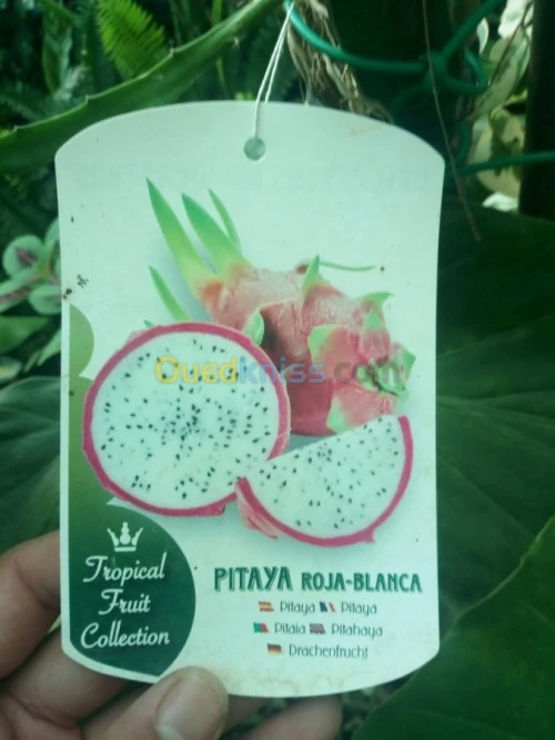 Arbres fruitiers metidja 