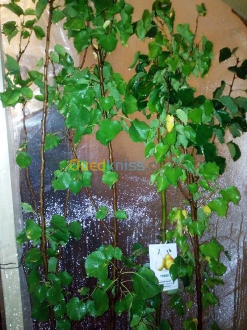 Arbres fruitiers metidja 