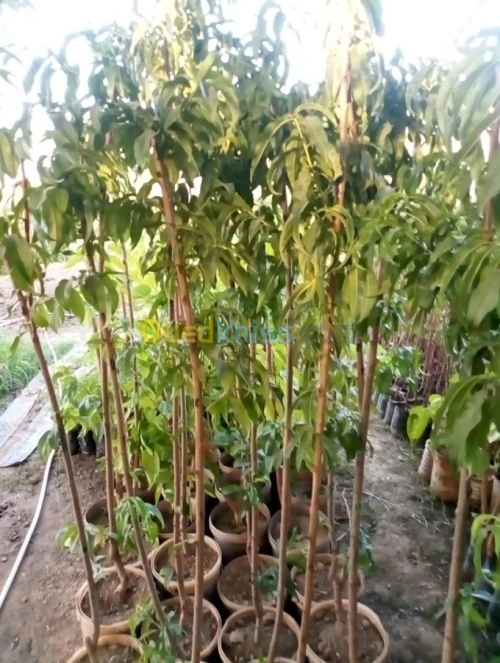 Arbres fruitiers metidja 