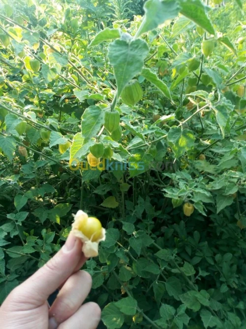 Arbres fruitiers metidja 