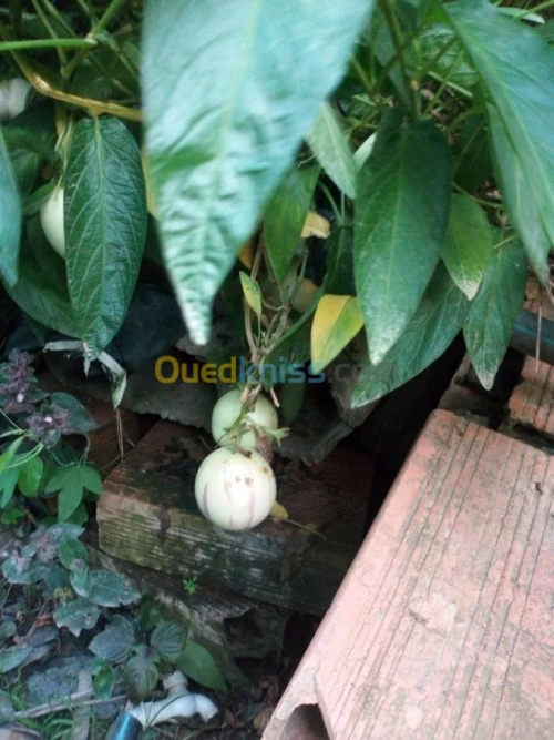 Arbres fruitiers metidja 