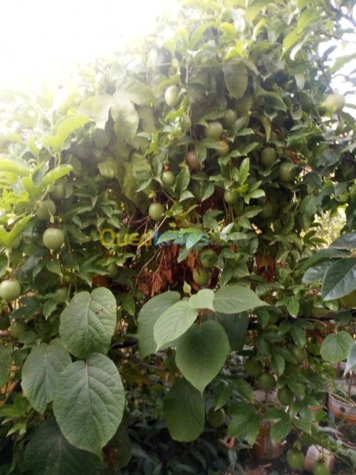 Arbres fruitiers metidja 